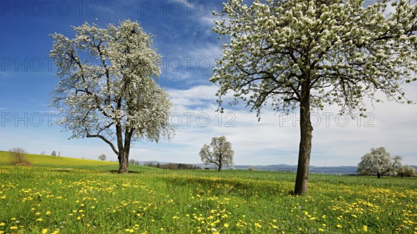 Field of flowering dandelions and pear trees (Pyrus communis), Beinwil, Freiamt, Canton Aargau,