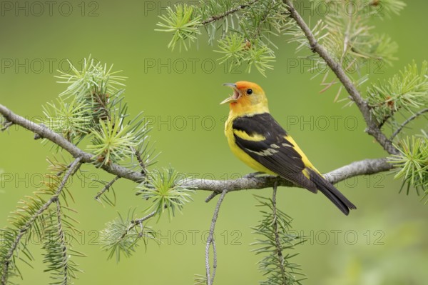 Western Tanager (Piranga ludoviciana) male singing, perched on a branch, British Columbia, Canada,