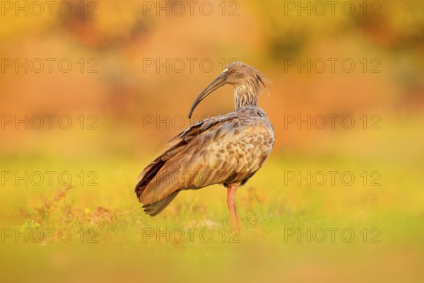 Plumbeous Ibis, Theristicus caerulescens, exotic bird in the nature habitat, bird sitting in grass