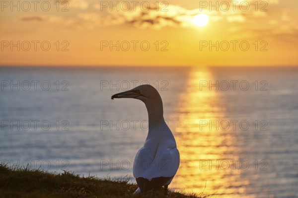 Northern gannet (Morus bassanus) standing on the cliff at sunset with the sea in the background,