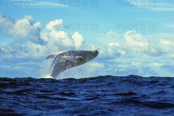 Male humpback whale (Megaptera novaeangliae) leaping high out of the water in a supine position on