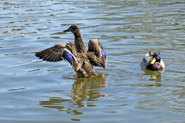 Mallard (Anas platyrhynchos) fluffing itself up, River Avon, Stratford-upon-Avon, Warwickshire,