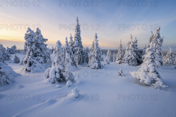 Winter landscape with snow-covered trees, Riisitunturi National Park, Posio, Lapland, Finland,