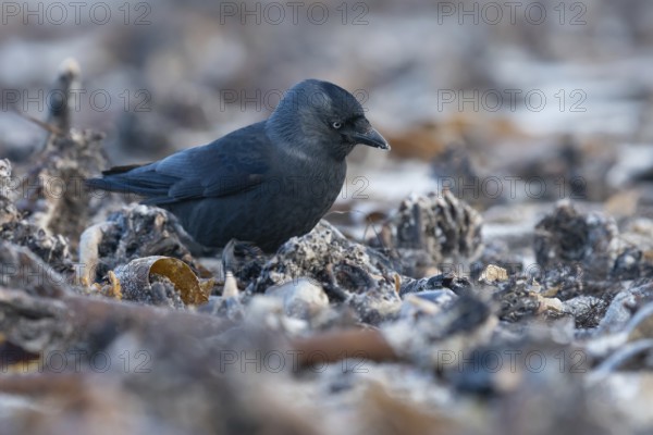 Western Jackdaw (Coloeus monedula) perched on a beach, Schleswig-Holstein, Deutschland, Germany,
