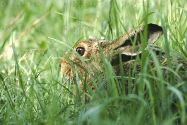 European brown hare (Lepus europaeus) sitting in its manger in a meadow, North Rhine-Westphalia,