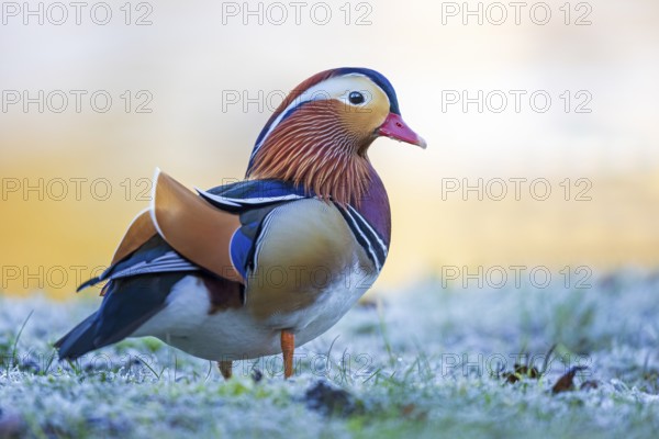 Mandarin Duck (Aix galericulata) male on ground covered with hoarfrost, Saxony-Anhalt, Germany,