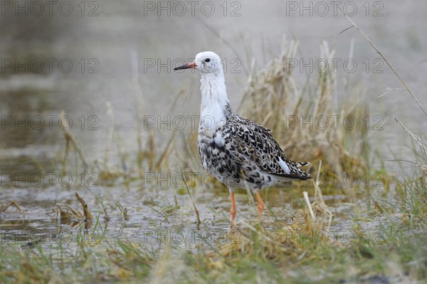 Kampfläufer (Philomachus pugnax) Ruff, male