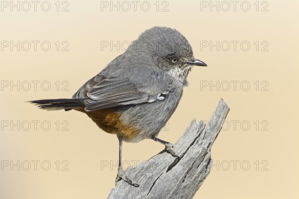 Chestnut-vented Warbler (Sylvia subcoerulea), Northern Cape, Kgalagadi Transfrontier Park, South