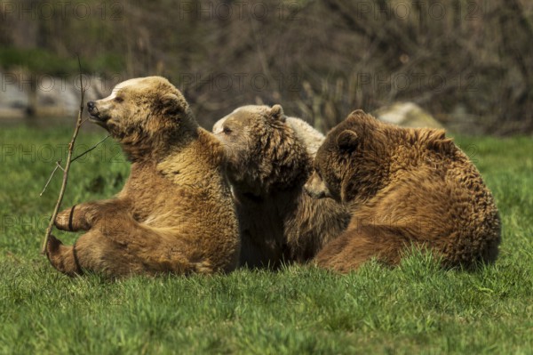 Three bears sitting in the grass, looking relaxed and calm in their surroundings, brown bear (Ursus