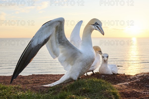 Northern gannet (Morus bassanus) courts a female in the colony at sunset with the sea in the