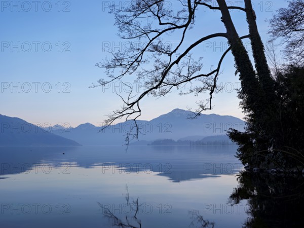 Morning atmosphere at Lake Zug with a tree with ivy in the foreground and the snow-covered Rigi in