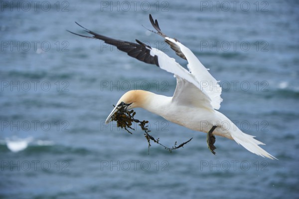 Northern gannet (Morus bassanus) flying over the sea with rivet material in the beak, wildlife,