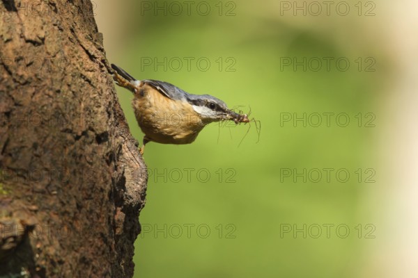 Eurasian Nuthatch (Sitta europaea) feeds at nest, Utrecht, Netherlands