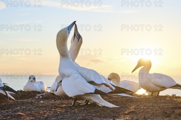 Northern gannet (Morus bassanus) greet each other with their beaks in the colony, at sunset,