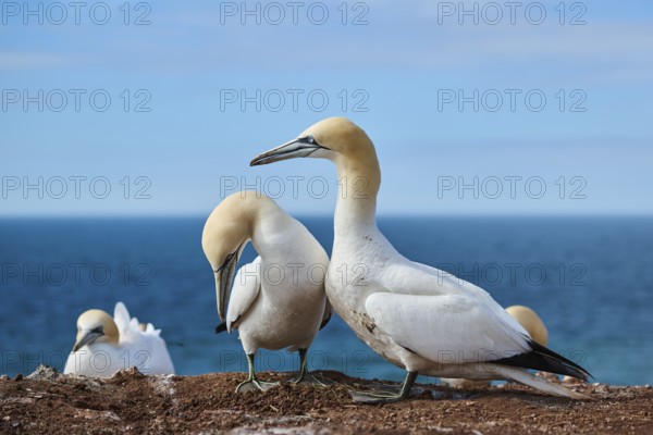 Northern gannet (Morus bassanus) greet each other with their beaks in the colony, at sunset,