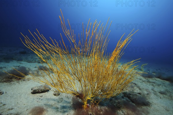 Yellow Atlantic shrub gorgonian (Muricea atlantica) Horn coral, East Atlantic, Fuerteventura,