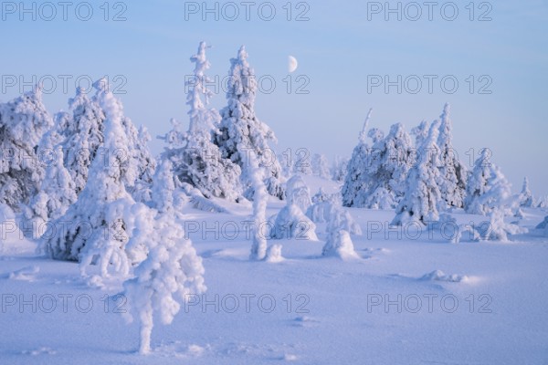 Winter landscape with snow-covered trees, Riisitunturi National Park, Posio, Lapland, Finland,