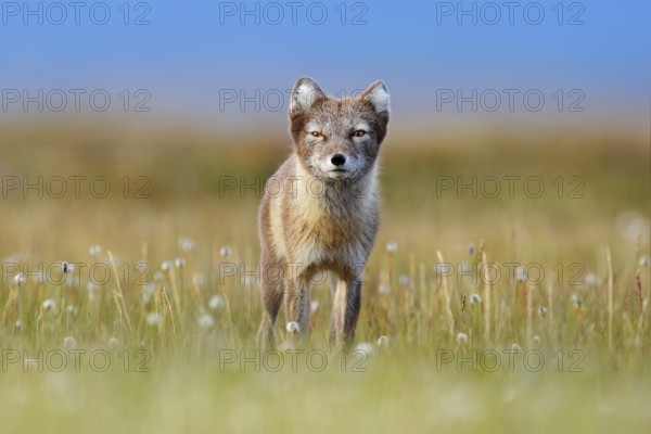 Arctic Fox, Vulpes lagopus, cute animal portrait in the nature habitat, grassy meadow with flowers,