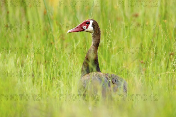 Spur-winged goose, Plectropterus gambensis, big black African bird with red bill sitting on the