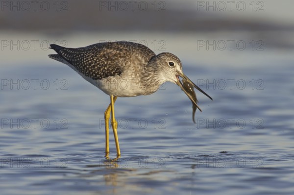 Greater Yellowlegs (Tringa melanoleuca) foraging, Ohio, USA, North America