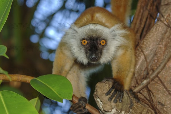 Female of primate species Moorish lemur (Eulemur macaco) Lemur sitting on branch looking directly