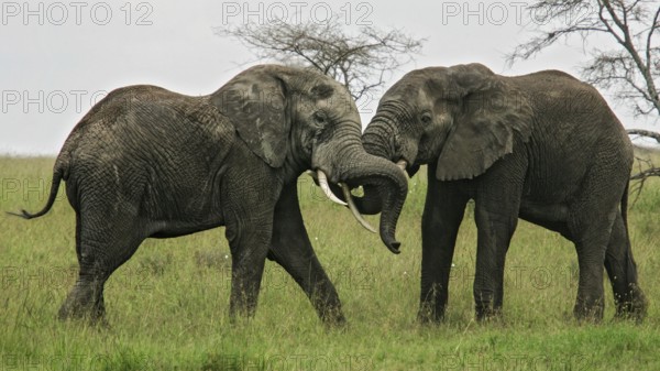 Afrikanischer Elefant (Loxodonta africana) zwei kämpfende Bullen in Savanne, Serengeti National