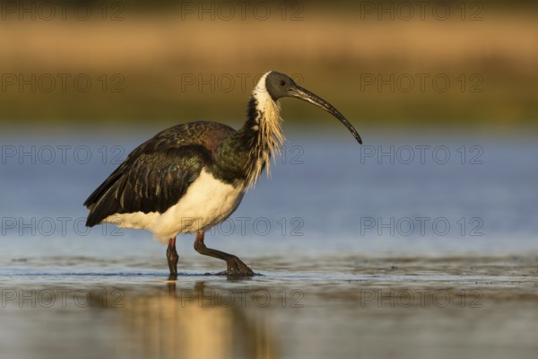 Straw-necked Ibis (Threskiornis spinicollis), Victoria, Australia, Oceania