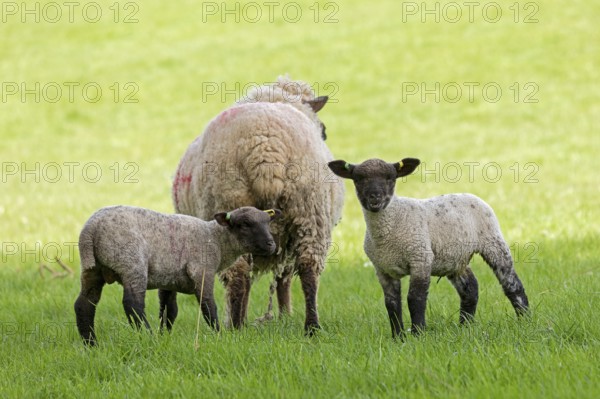Sheep and lambs on pasture, Shottery, Stratford-upon-Avon, Warwickshire, England, Great Britain