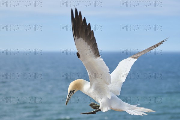 Northern gannet (Morus bassanus) flying over the sea, landing, portrait, wildlife, Helgoland,