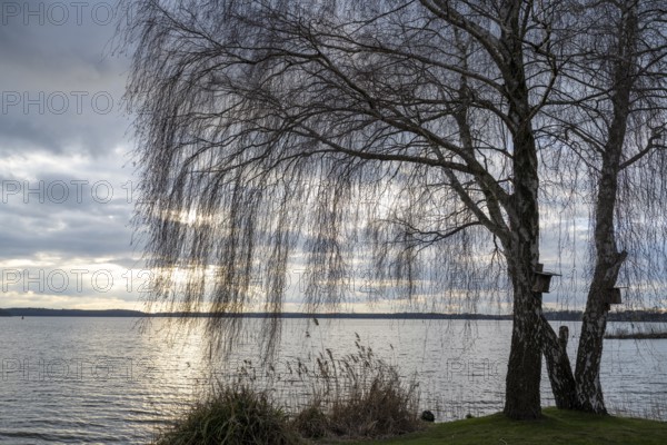 Evening mood at Lake Müritz, birch tree on the shore, clouds in the sky, Waren, Müritz, Mecklenburg