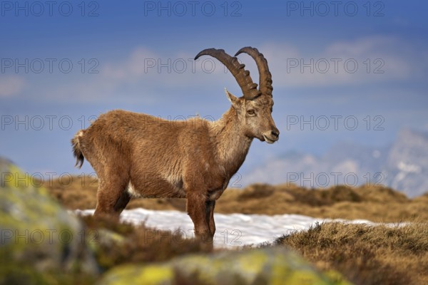 Ibex from Niederhorn, Switzerland. Ibex, Capra ibex, horned alpine animal with rocks in background,