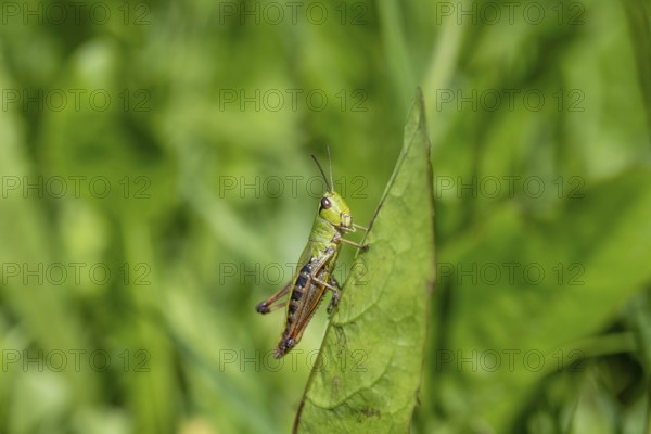Great green bush cricket (locusta), grasshopper, on a leaf in a meadow, Tyrol, Austria, Europe