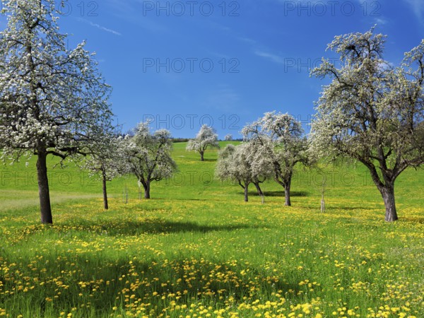 Field of flowering dandelions and pear trees (Pyrus communis), Beinwil, Freiamt, Canton Aargau,