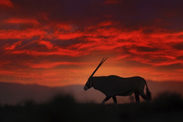 Oryx with orange sand dune evening sunset. Gemsbock large antelope in nature habitat, Sossusvlei,
