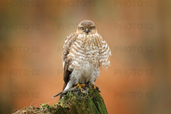 Sparrowhawk, Accipiter nisus, sitting green tree trunk in the forest with caught little songbird.