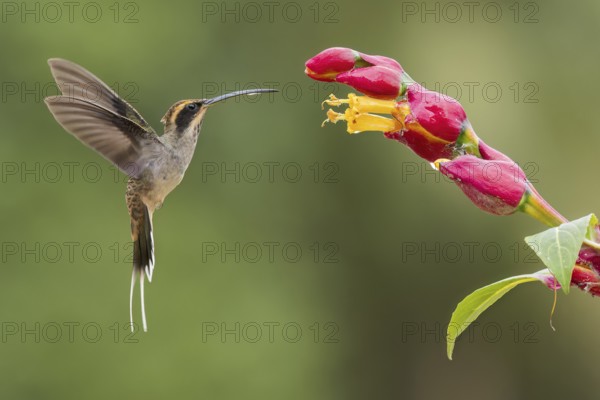 Scale-throated Hermit (Phaethornis eurynome) feeding at a flower in the Atlantic Rainforest of