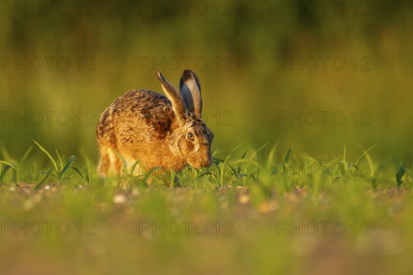 European brown hare (Lepus europaeus) adult animal feeding in a farmland maize field in summer,