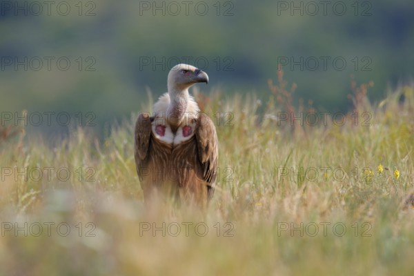 Group of vultures. Griffon Vulture, Gyps fulvus, big birds of prey sitting on rocky mountain,