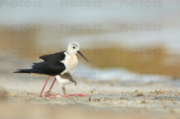 Black-winged Stilt (Himantopus himantopus) with chick, Spain, Europe