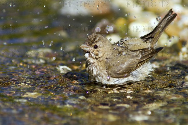 Common Rosefinch (Carpodacus erythrinus) bathing at waterhole, Mecklenburg-Western Pomerania,