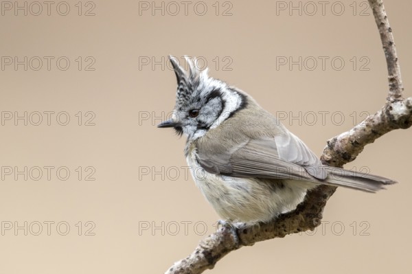 European Crested Tit (Lophophanes cristatus) perched on a branch, Bialowieza National Park, Poland,