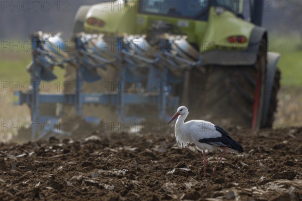 White Stork (Ciconia ciconia) foraging in freshly plowed field, North Rhine-Westphalia, Germany,