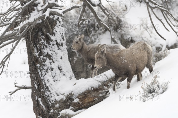 Bighorn Sheep (Ovis canadensis) two females in snowy countryside, Yellowstone National Park,