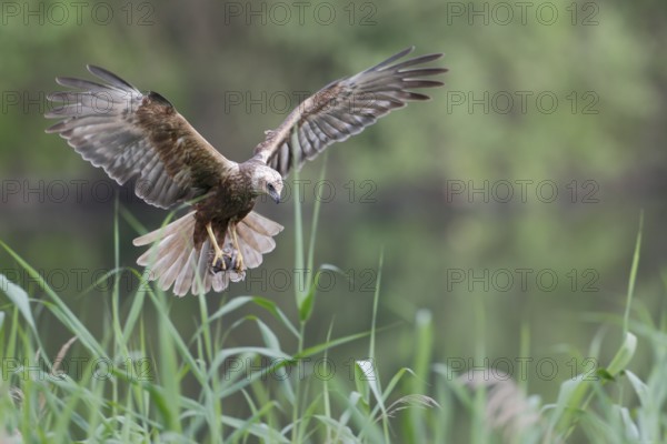 Rohrweihe, lat. Circus aeruginosus, Weibchen, Alterskleid, im Flug mit Beutevogel in den Fängen