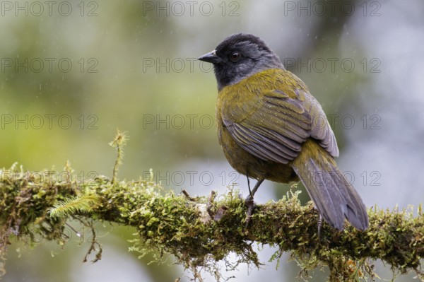 Large-footed Finch (Pezopetes capitalis) perched on a branch in Costa Rica
