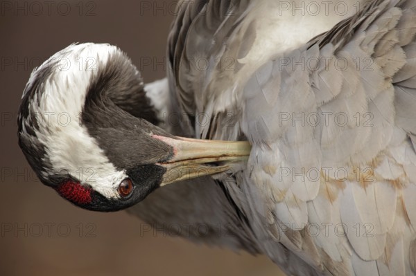 Common Crane, Grus grus, detail portrait, big bird in the nature habitat, Lake Hornborga, Sweden,