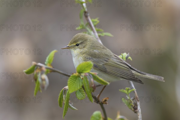 Willow Warbler (Phylloscopus trochilus) perched on a branch, North-Rhine-Westphalia, Germany,
