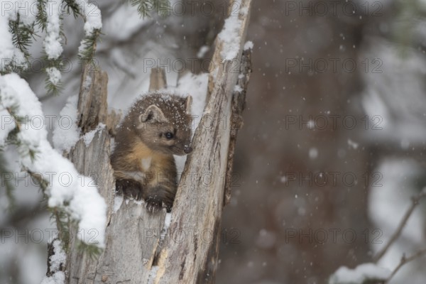 American Marten (Martes americana) climbing in tree trunk in snow, Yellowstone National Park, USA,