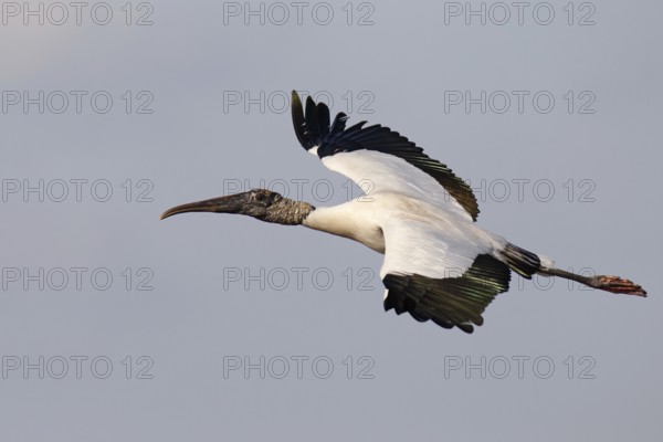 Wood Stork (Mycteria americana) flying, Florida, USA, North America