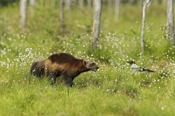 Running Wolverine in Finnish taiga. Wildlife scene from nature. Rare animal from north of Europe.